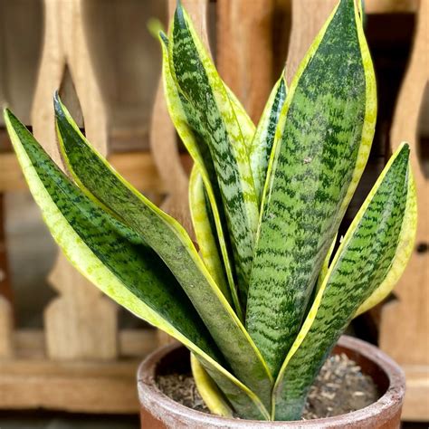 are fake plants safe for snakes